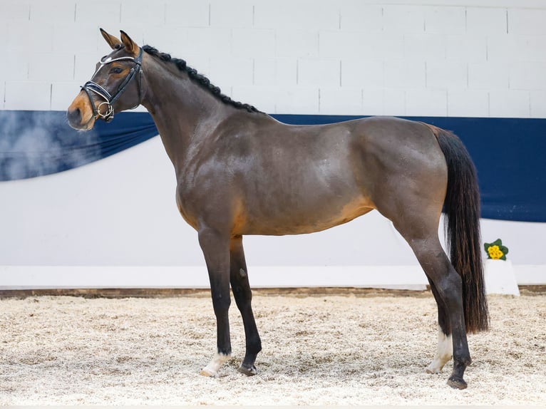 Deutsches Reitpony Stute 4 Jahre 146 cm Brauner in Marsberg