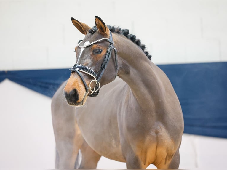 Deutsches Reitpony Stute 4 Jahre 146 cm Brauner in Marsberg