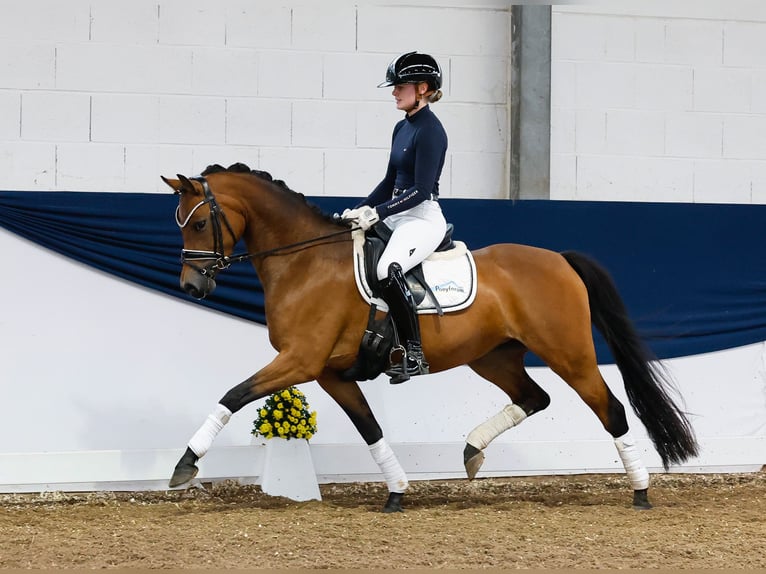 Deutsches Reitpony Stute 4 Jahre 146 cm Brauner in Marsberg