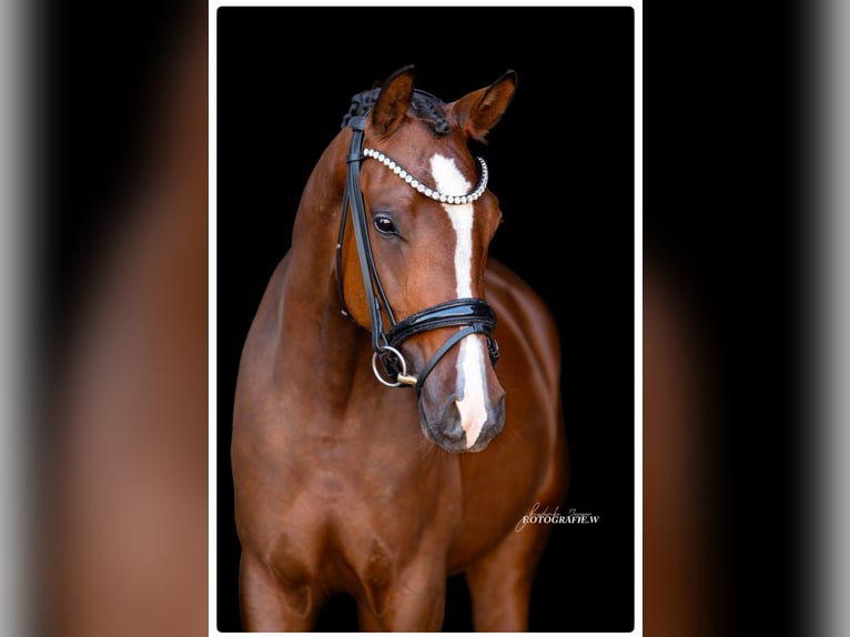 Deutsches Reitpony Stute 4 Jahre 146 cm Brauner in Siegenburg