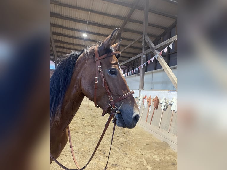 Deutsches Reitpony Stute 4 Jahre 146 cm Brauner in Damp