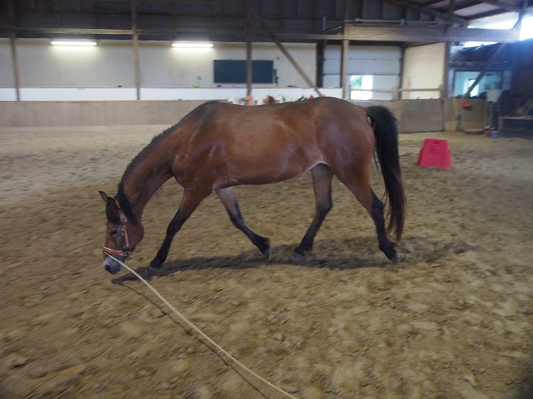 Deutsches Reitpony Stute 4 Jahre 146 cm Brauner in Damp