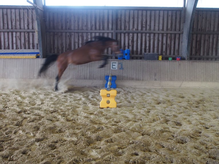 Deutsches Reitpony Stute 4 Jahre 146 cm Brauner in Damp