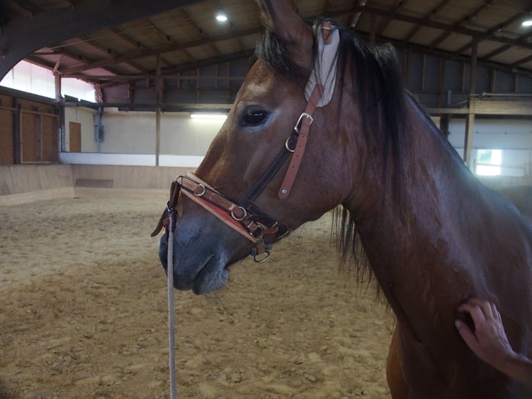 Deutsches Reitpony Stute 4 Jahre 146 cm Brauner in Damp