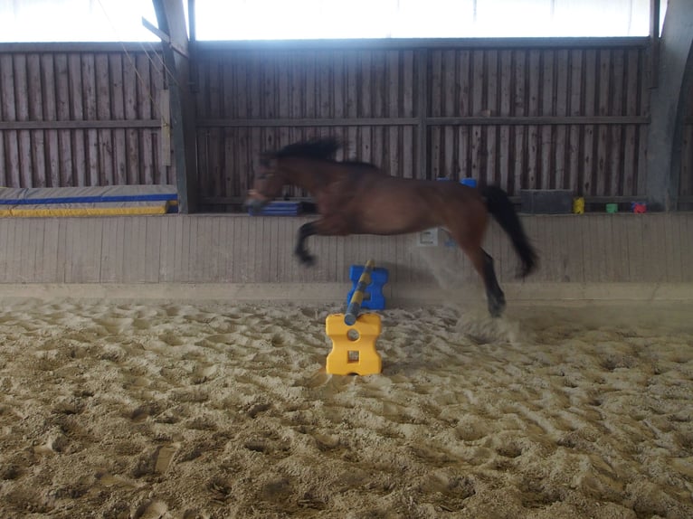 Deutsches Reitpony Stute 4 Jahre 146 cm Brauner in Damp