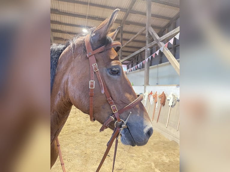 Deutsches Reitpony Stute 4 Jahre 146 cm Brauner in Damp