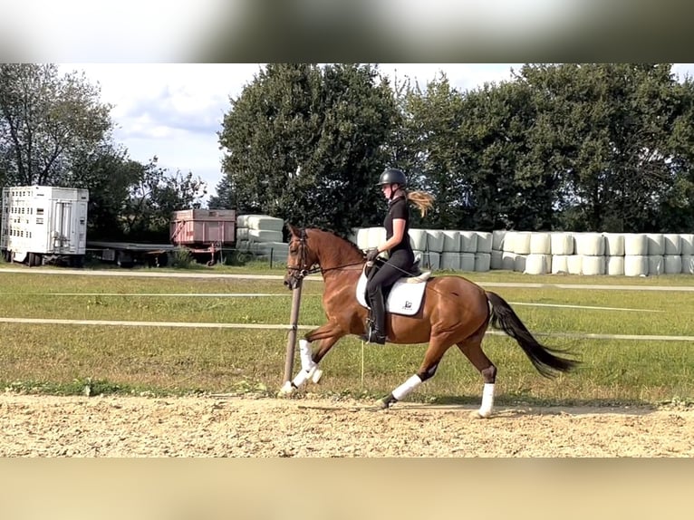 Deutsches Reitpony Stute 4 Jahre 146 cm Brauner in Saerbeck