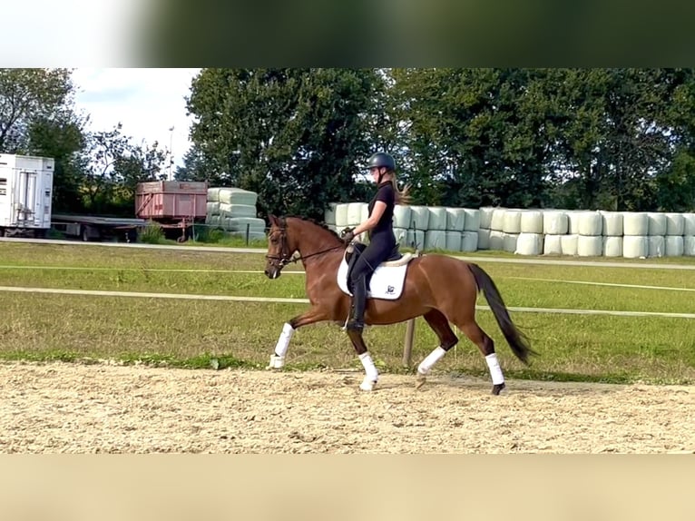 Deutsches Reitpony Stute 4 Jahre 146 cm Brauner in Saerbeck