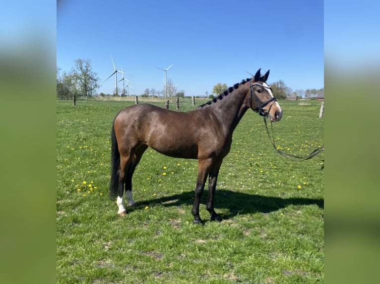 Deutsches Reitpony Stute 4 Jahre 146 cm Brauner in Wangerland HohenkirchenWangerland