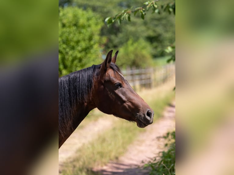 Deutsches Reitpony Stute 4 Jahre 146 cm Brauner in Sinz