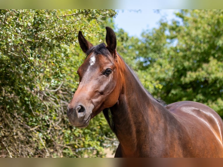 Deutsches Reitpony Stute 4 Jahre 146 cm Brauner in Sinz