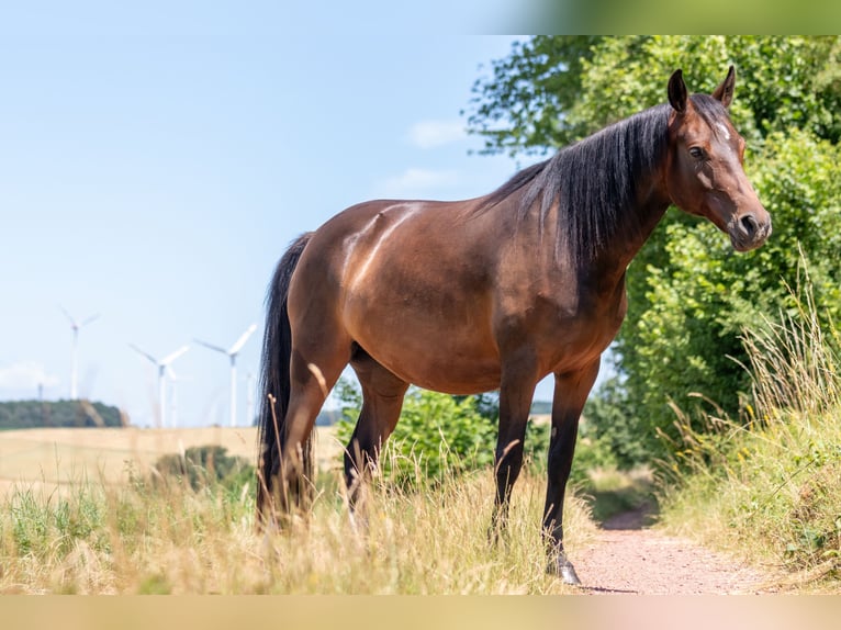 Deutsches Reitpony Stute 4 Jahre 146 cm Brauner in Sinz