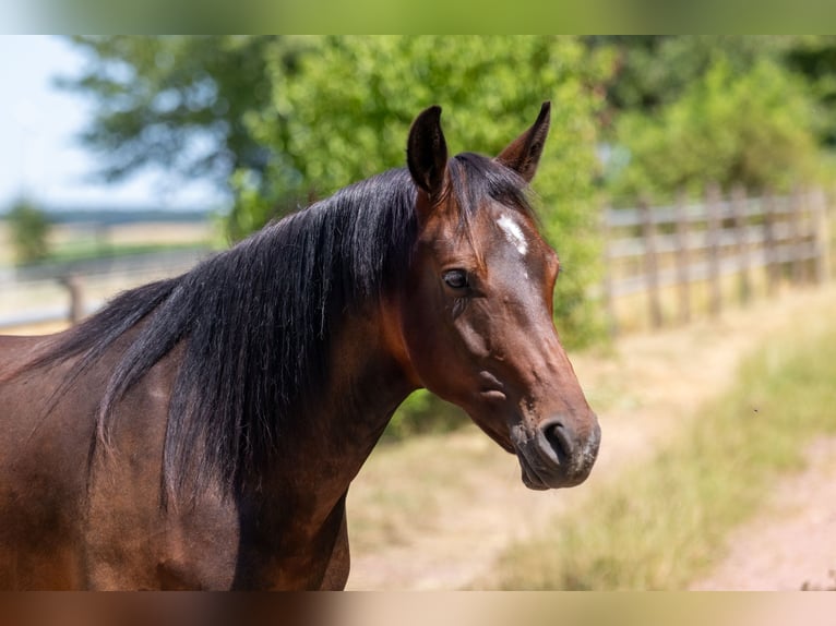 Deutsches Reitpony Stute 4 Jahre 146 cm Brauner in Sinz