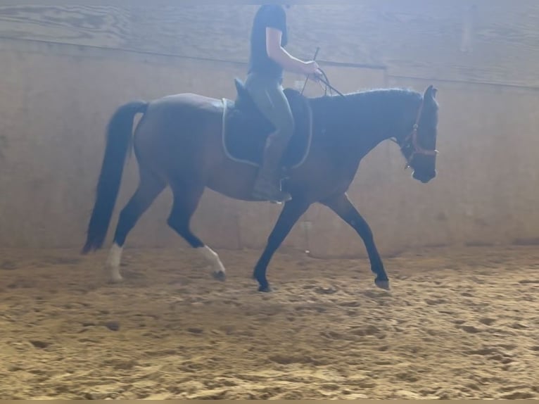 Deutsches Reitpony Stute 4 Jahre 146 cm Brauner in Sinz