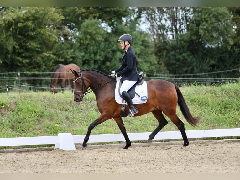 Deutsches Reitpony Stute 4 Jahre 146 cm Brauner in Stockelsdorf