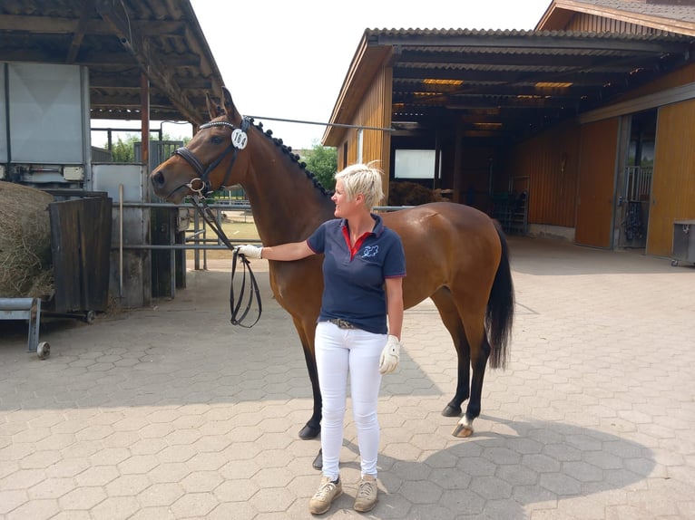 Deutsches Reitpony Stute 4 Jahre 146 cm Brauner in Stockelsdorf