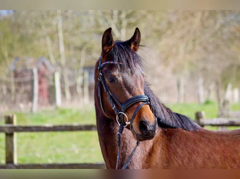 Deutsches Reitpony Stute 4 Jahre 146 cm Brauner in Stockelsdorf