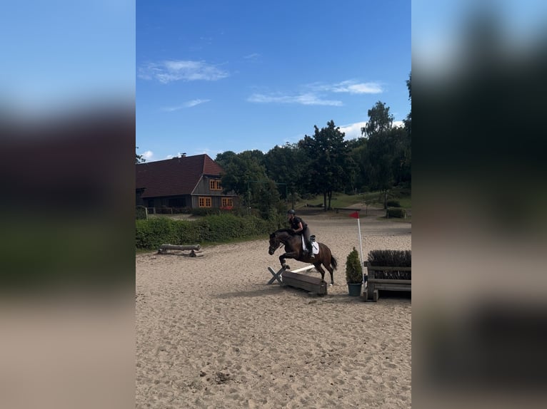 Deutsches Reitpony Stute 4 Jahre 146 cm Brauner in Stockelsdorf