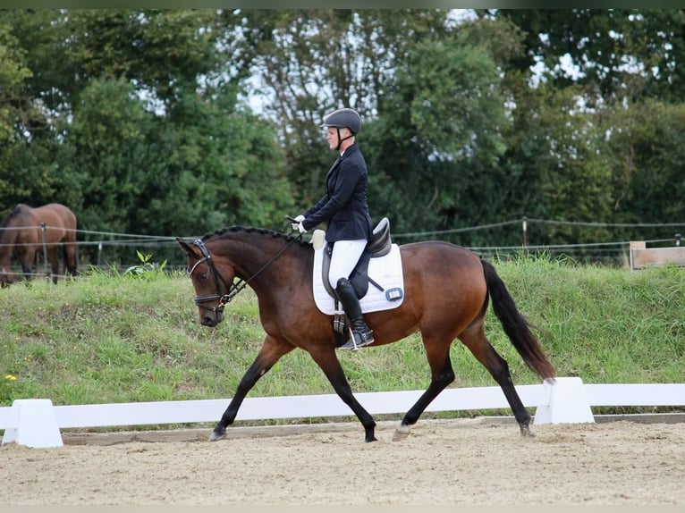 Deutsches Reitpony Stute 4 Jahre 146 cm Brauner in Stockelsdorf