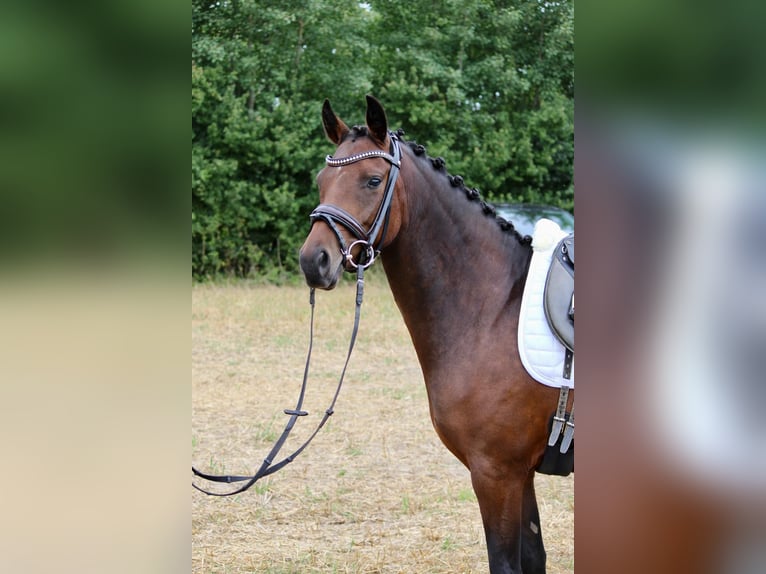 Deutsches Reitpony Stute 4 Jahre 146 cm Brauner in Stockelsdorf