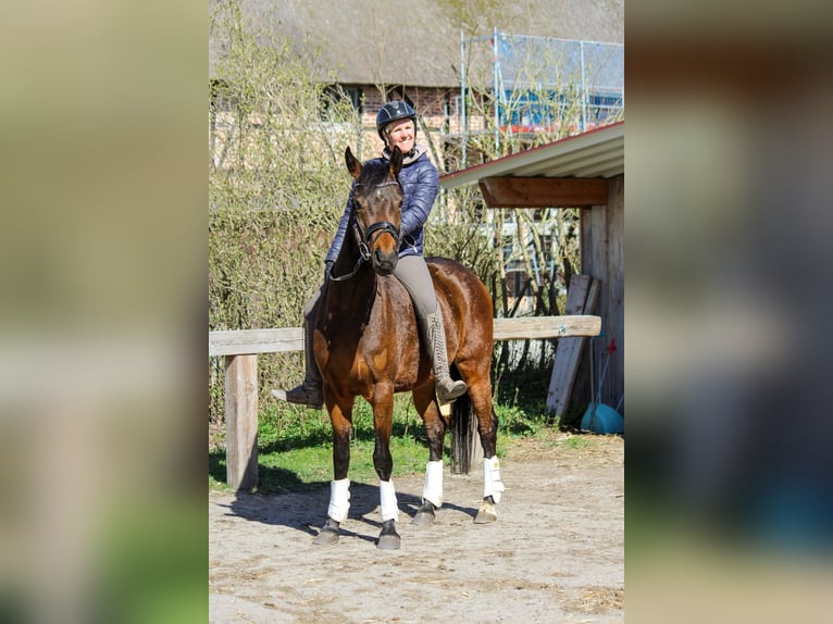 Deutsches Reitpony Stute 4 Jahre 146 cm Brauner in Stockelsdorf