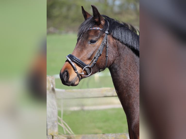 Deutsches Reitpony Stute 4 Jahre 146 cm Brauner in Stockelsdorf