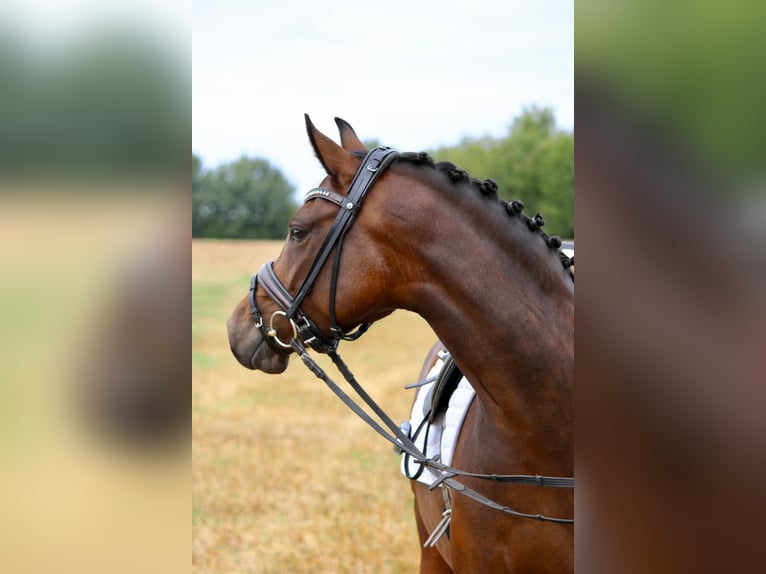 Deutsches Reitpony Stute 4 Jahre 146 cm Brauner in Stockelsdorf