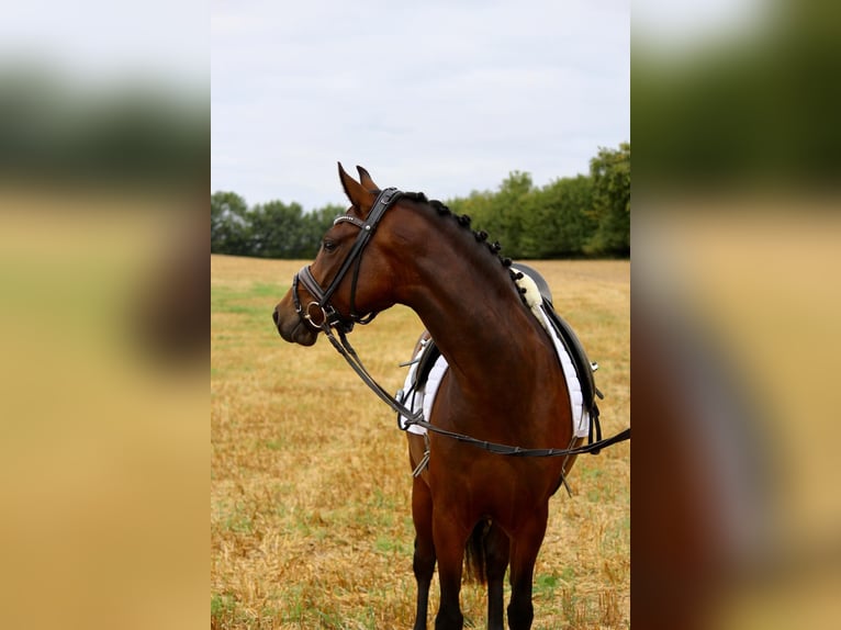 Deutsches Reitpony Stute 4 Jahre 146 cm Brauner in Stockelsdorf