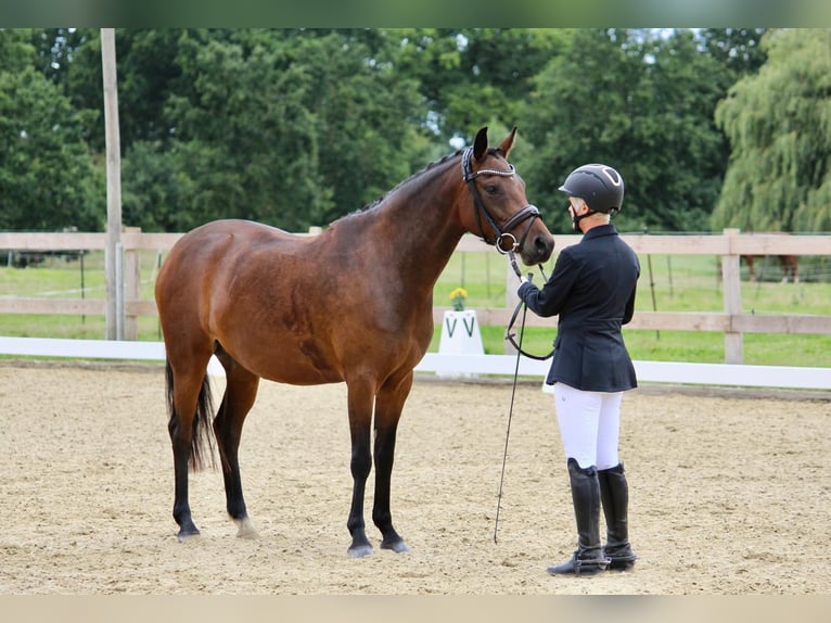 Deutsches Reitpony Stute 4 Jahre 146 cm Brauner in Stockelsdorf