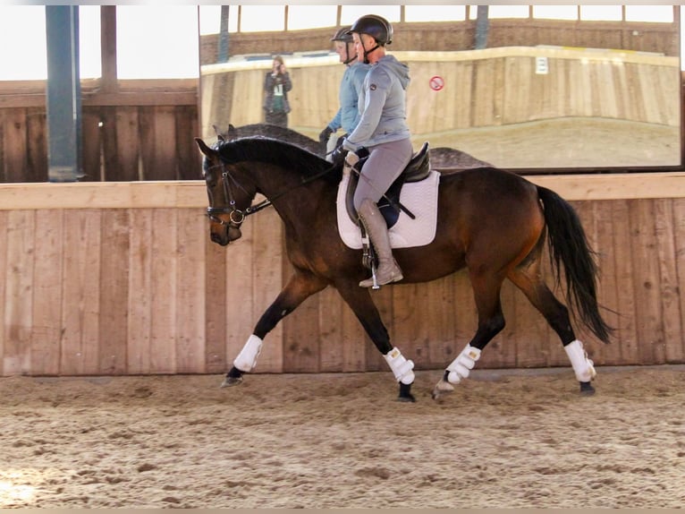 Deutsches Reitpony Stute 4 Jahre 146 cm Brauner in Stockelsdorf