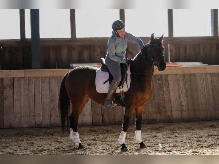 Deutsches Reitpony Stute 4 Jahre 146 cm Brauner in Stockelsdorf