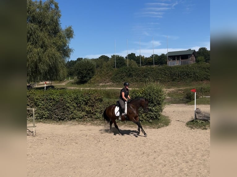 Deutsches Reitpony Stute 4 Jahre 146 cm Brauner in Stockelsdorf