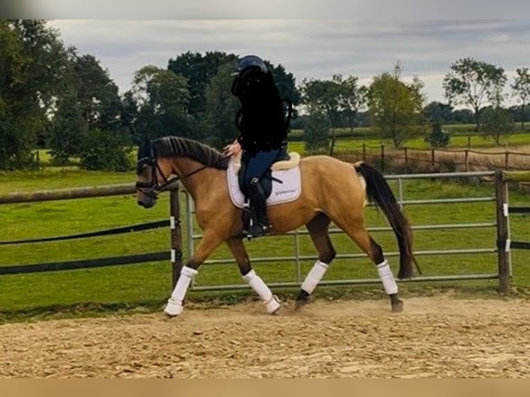 Deutsches Reitpony Stute 4 Jahre 146 cm Buckskin in Elsfleth