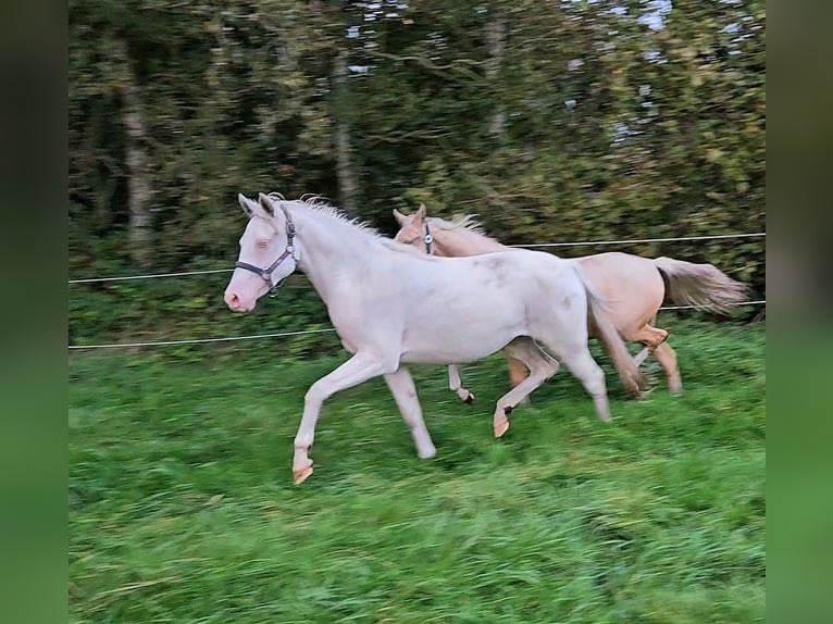 Deutsches Reitpony Stute 4 Jahre 146 cm Cremello in Leer (Ostfriesland)