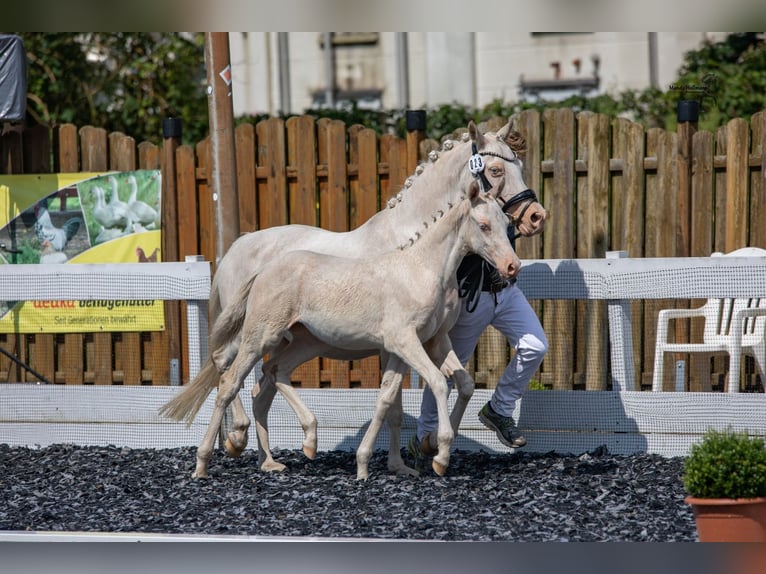 Deutsches Reitpony Stute 4 Jahre 146 cm Cremello in Leer (Ostfriesland)