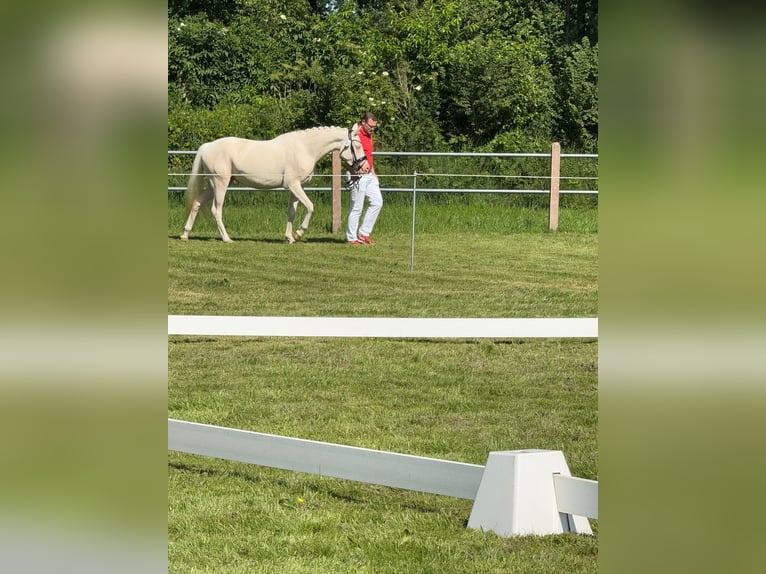 Deutsches Reitpony Stute 4 Jahre 146 cm Cremello in Leer (Ostfriesland)