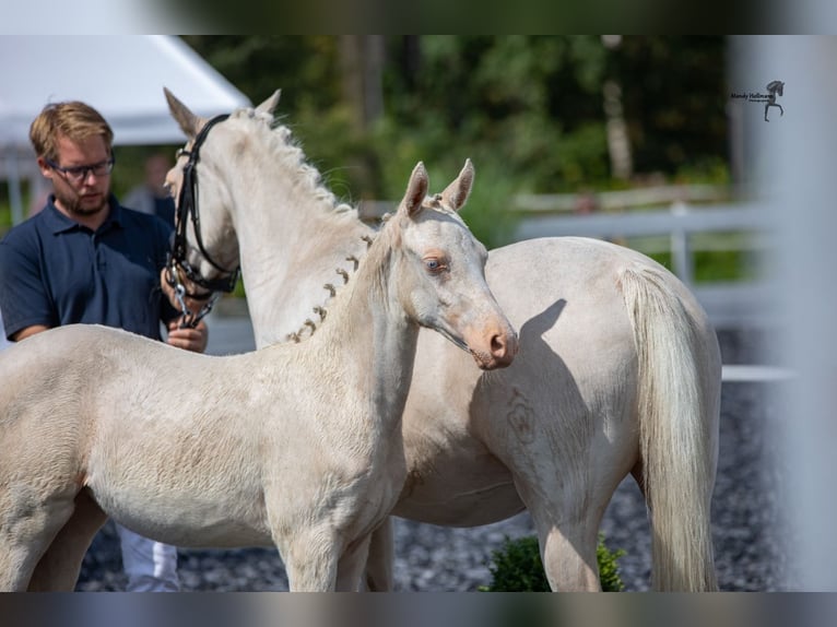Deutsches Reitpony Stute 4 Jahre 146 cm Cremello in Leer (Ostfriesland)