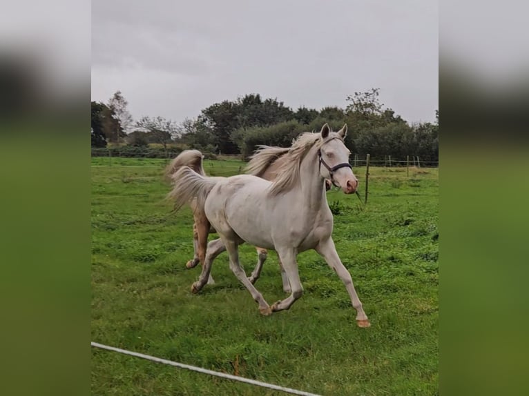 Deutsches Reitpony Stute 4 Jahre 146 cm Cremello in Leer (Ostfriesland)