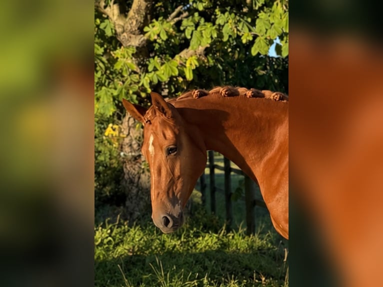 Deutsches Reitpony Stute 4 Jahre 146 cm  in Timmendorfer Strand