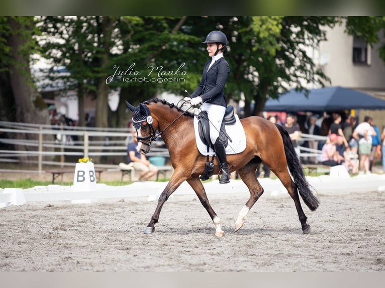 Deutsches Reitpony Stute 4 Jahre 146 cm Dunkelbrauner in Kleinostheim