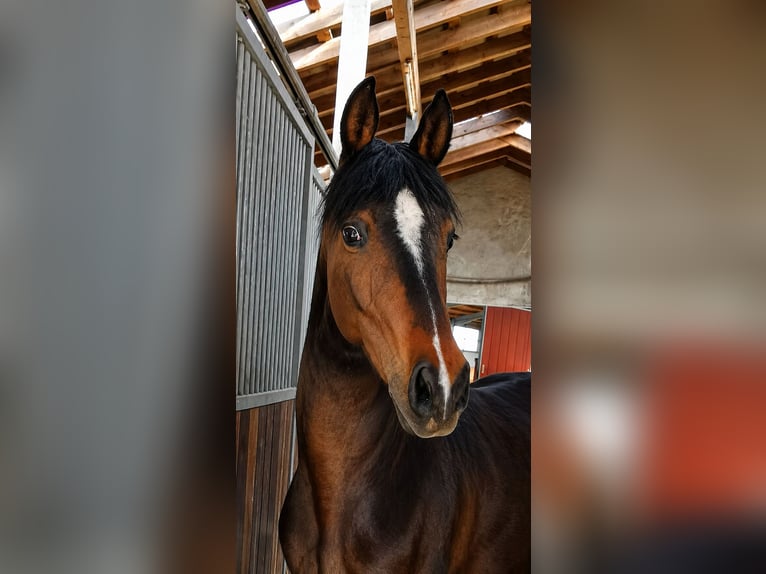 Deutsches Reitpony Stute 4 Jahre 146 cm Dunkelbrauner in Steinmauern