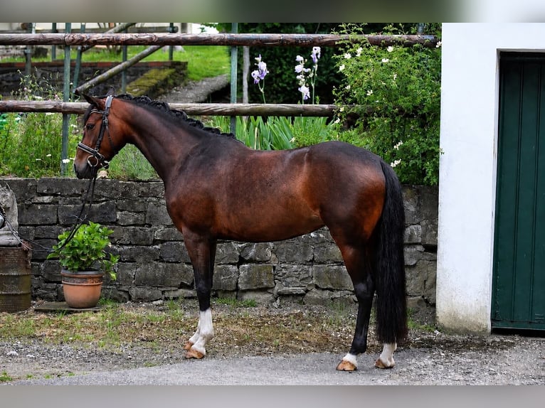 Deutsches Reitpony Stute 4 Jahre 146 cm Dunkelbrauner in Velbert