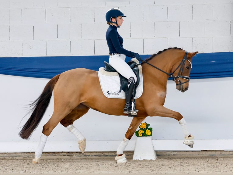Deutsches Reitpony Stute 4 Jahre 146 cm Dunkelfuchs in Marsberg