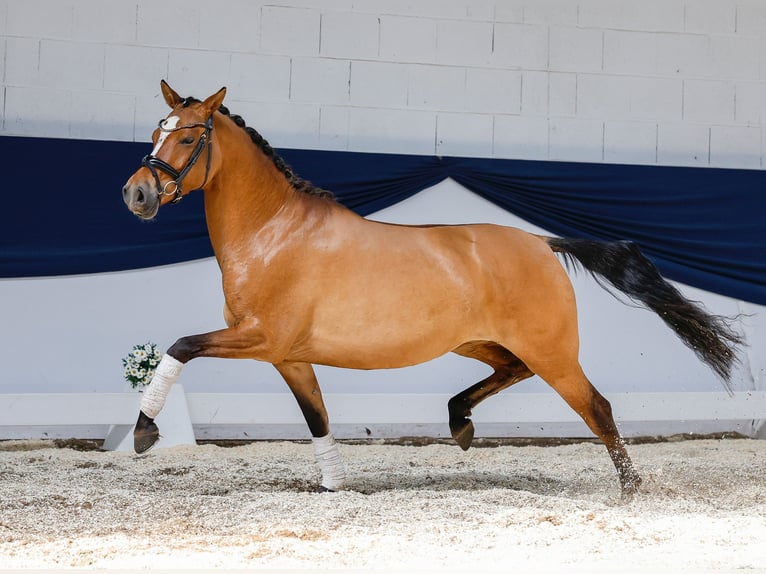 Deutsches Reitpony Stute 4 Jahre 146 cm Falbe in Marsberg