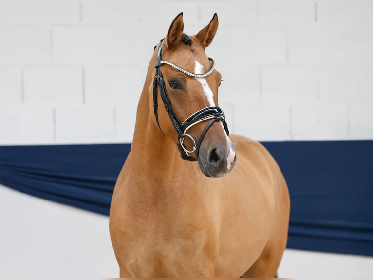 Deutsches Reitpony Stute 4 Jahre 146 cm Falbe in Marsberg