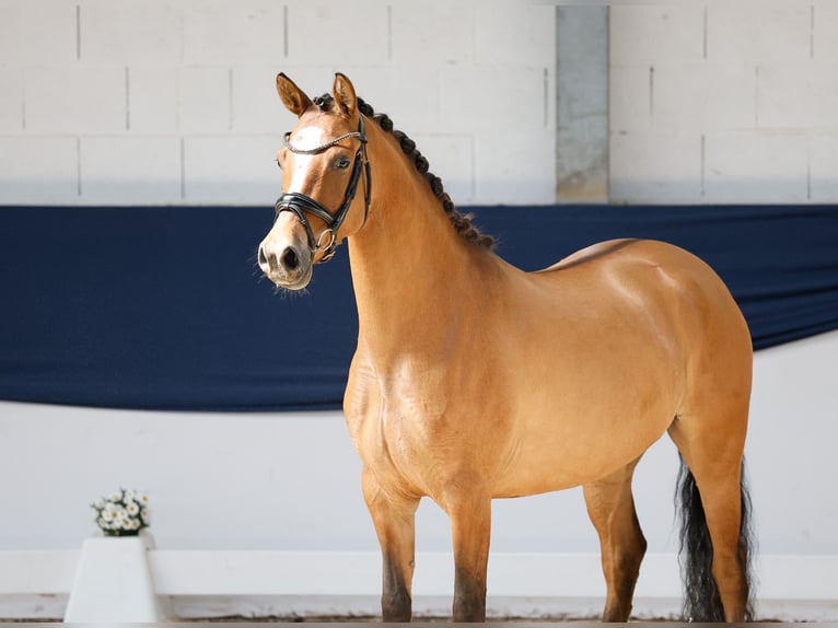Deutsches Reitpony Stute 4 Jahre 146 cm Falbe in Marsberg