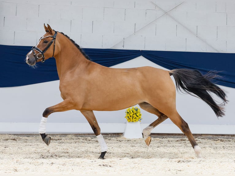 Deutsches Reitpony Stute 4 Jahre 146 cm Falbe in Marsberg