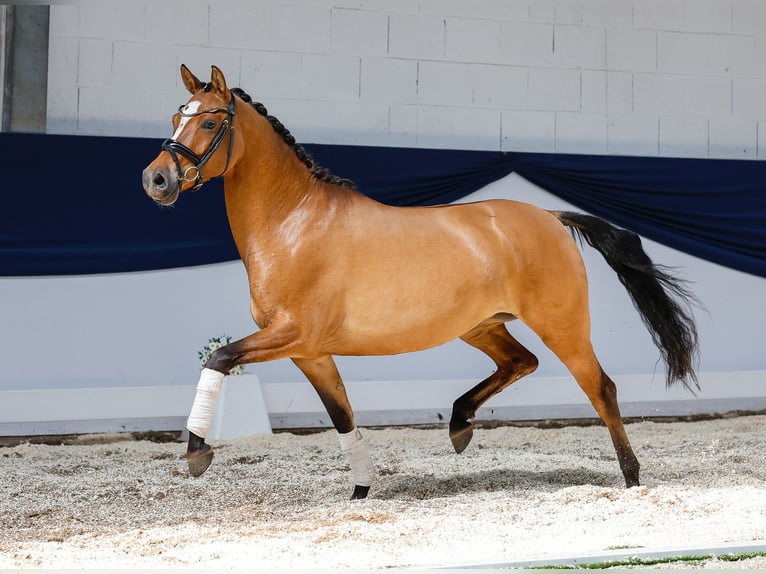 Deutsches Reitpony Stute 4 Jahre 146 cm Falbe in Marsberg