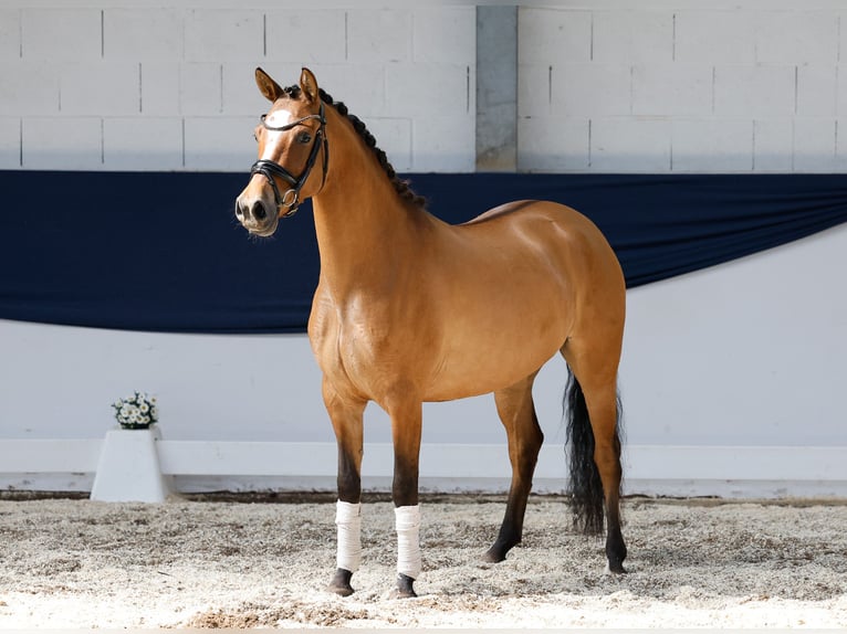 Deutsches Reitpony Stute 4 Jahre 146 cm Falbe in Marsberg