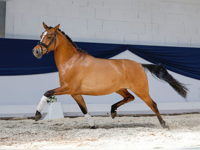Deutsches Reitpony Stute 4 Jahre 146 cm Falbe in Marsberg